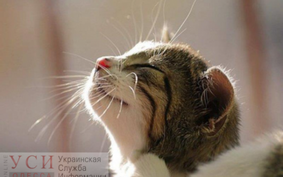 В субботу в Одессе будет морозно и облачно «фото»