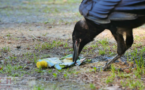 “Убери, если грязно”: в соцсетях по всему миру набирает популярность экофлешмоб «фото»