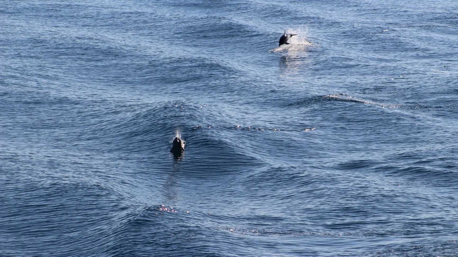 Дельфинов в Черном море пересчитают с неба «фото»