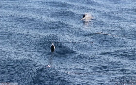 Дельфинов в Черном море пересчитают с неба «фото»