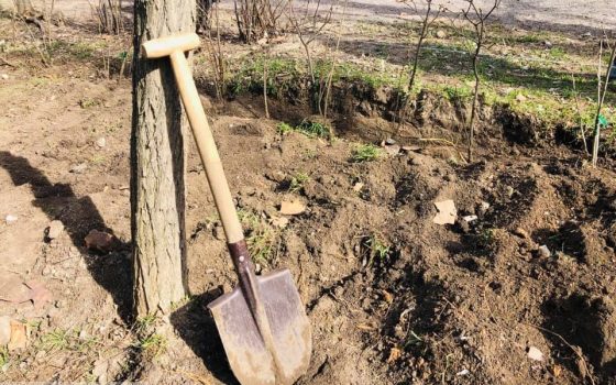 В Одесском парке Шевченко высадили целую аллею сирени (фото) «фото»