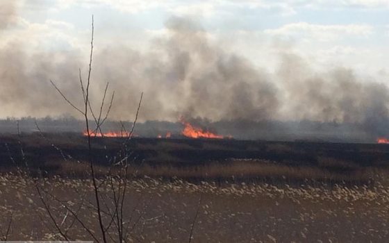 Поджог в Нижнеднестровском природном парке, который населяют краснокнижные птицы, оценили всего в 15 тысяч гривен «фото»