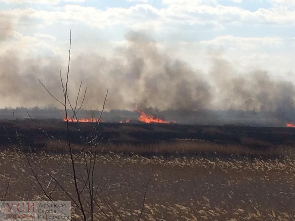 Поджог в Нижнеднестровском природном парке, который населяют краснокнижные птицы, оценили всего в 15 тысяч гривен «фото»