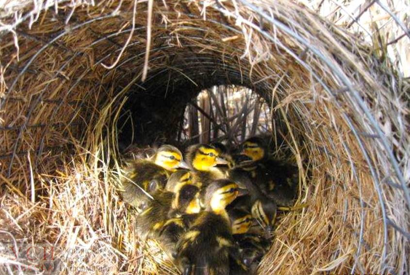 “Утиный эксперимент”: в нацпарке под Одессой для диких уток устанавливают искусственные гнезда из сена (фото) «фото»