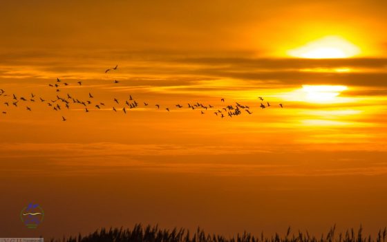 Из нацпарка “Тузловские лиманы” после зимования улетают гуси (фото) «фото»