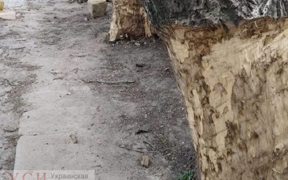 На Николаевской дороге неизвестные изуродовали тополя: деревья погибнут «фото»