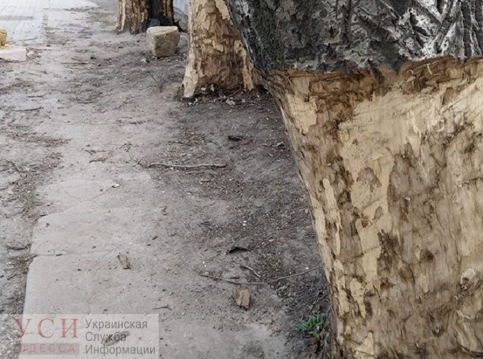 На Николаевской дороге неизвестные изуродовали тополя: деревья погибнут «фото»