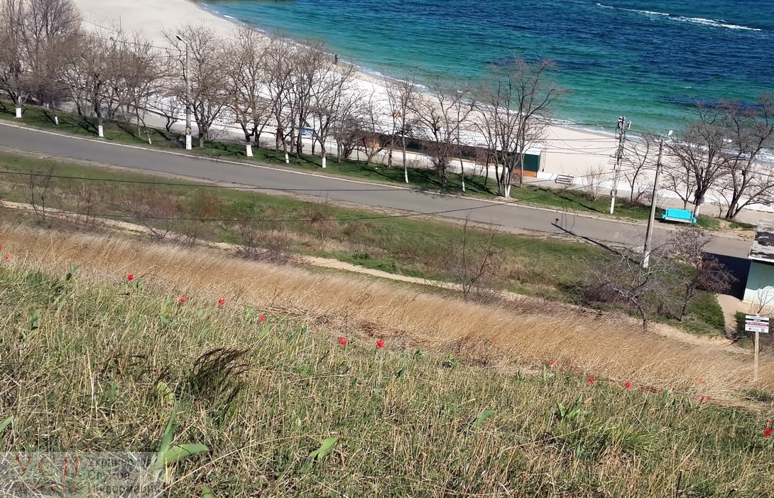 Одесситы высадили редкие цветы на прибрежных склонах (фото) «фото»