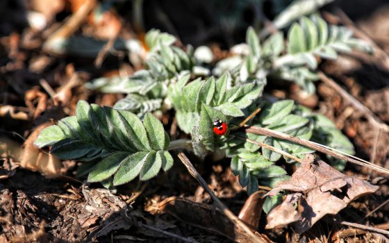 В Одессе весна – от мягких лучей солнца пробуждается природа (фоторепортаж) «фото»