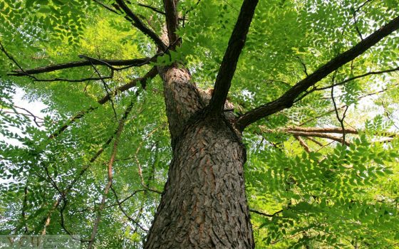 На склонах у моря пройдет акция: одесситы начнут высаживать софору и мыльное дерево «фото»