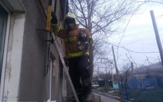 Под Одессой пожарные спасли кота, который застрял на чердаке «фото»
