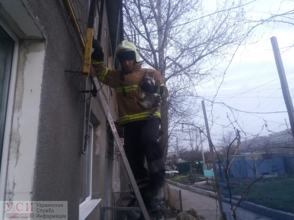 Под Одессой пожарные спасли кота, который застрял на чердаке «фото»