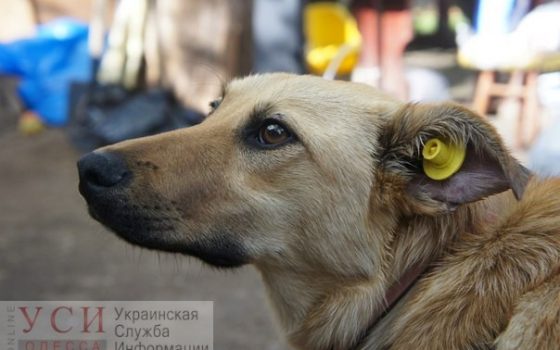 В Суворовском районе планируют стерилизовать и вакцинировать бездомных животных «фото»