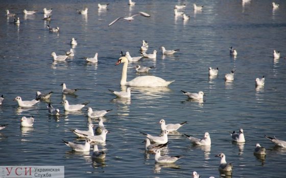 Одесситам обещают теплую и облачную погоду «фото»