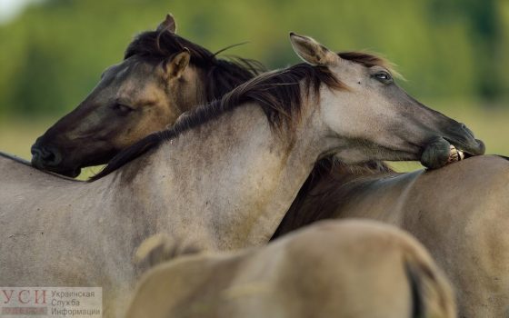 В Одесской области выпустили диких лошадей, чтобы разнообразить степь (фото) «фото»
