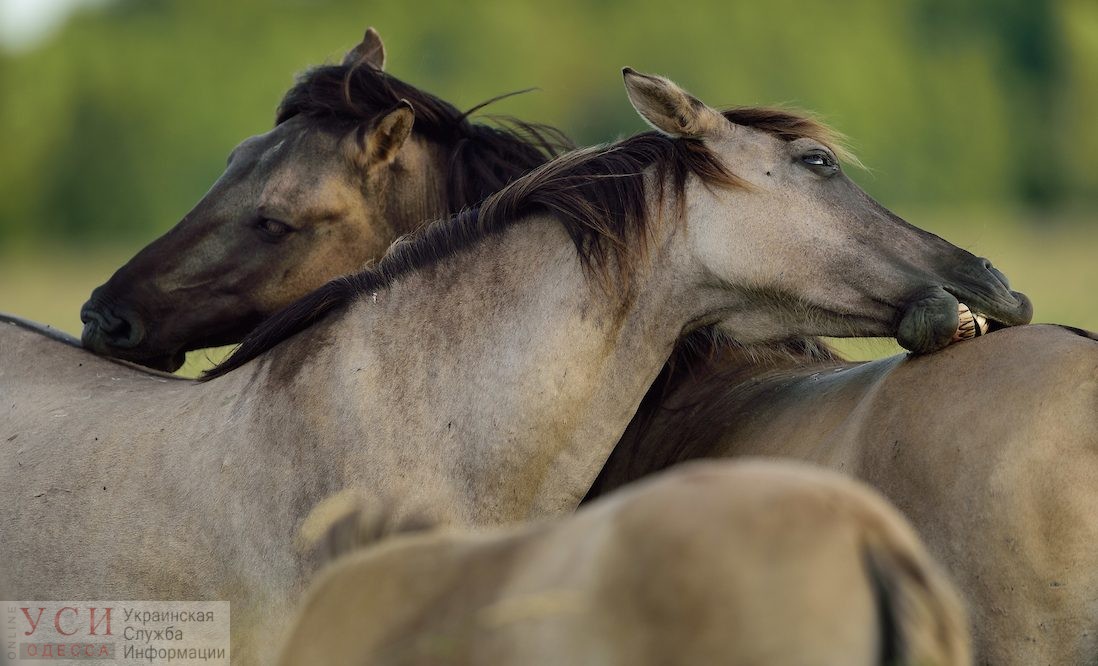 В Одесской области выпустили диких лошадей, чтобы разнообразить степь (фото) «фото»