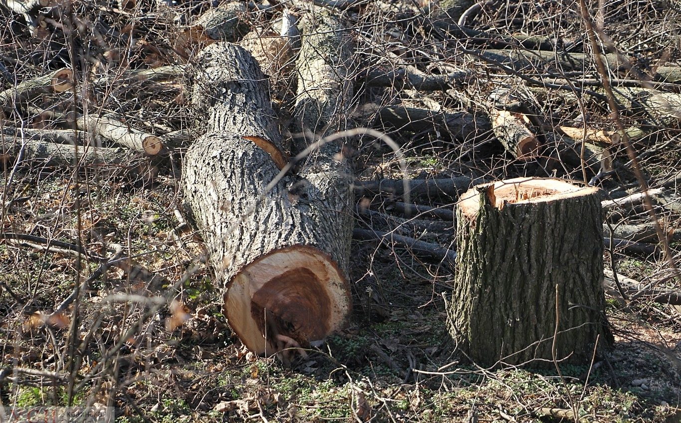 Детский лагерь на Даче Ковалевского “расчищают” от деревьев для строительной компании (фото) «фото»