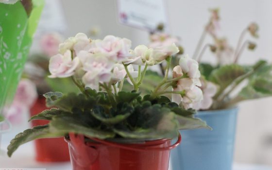 От “Звезды” до “Ретро”: в Одессе открылась выставка фиалок (фоторепортаж) «фото»