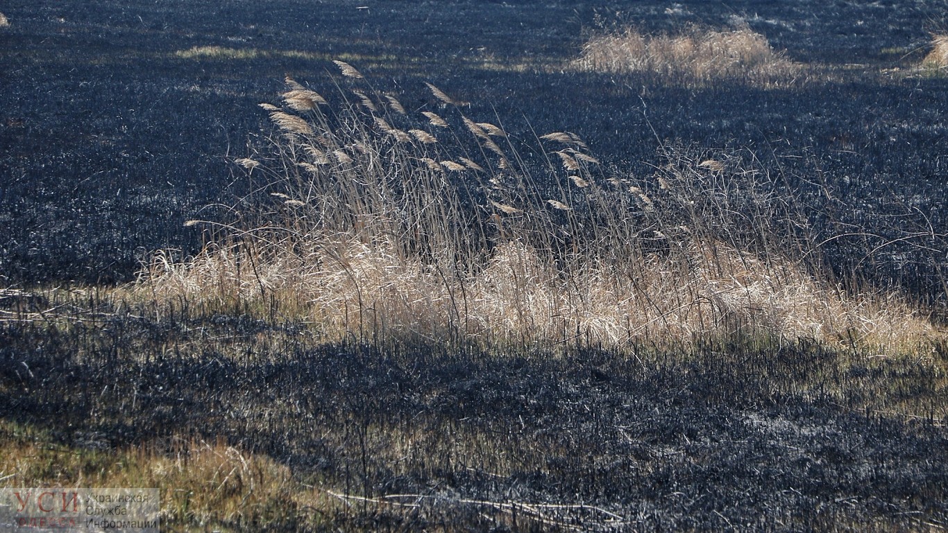 В районе Хаджибейского лимана сильный пожар (фото) ОБНОВЛЕНО «фото»