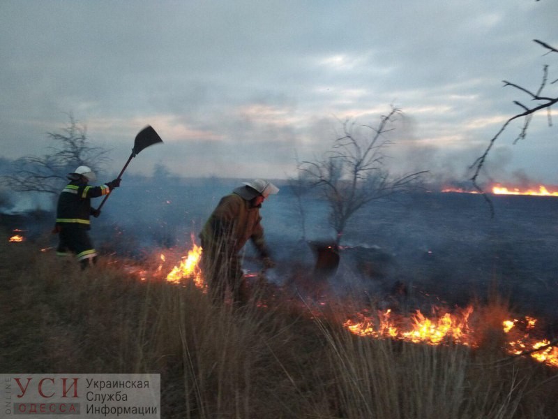 Под Одессой пожарные спасли собаку, которая оказалась в огненной ловушке (фото) «фото»
