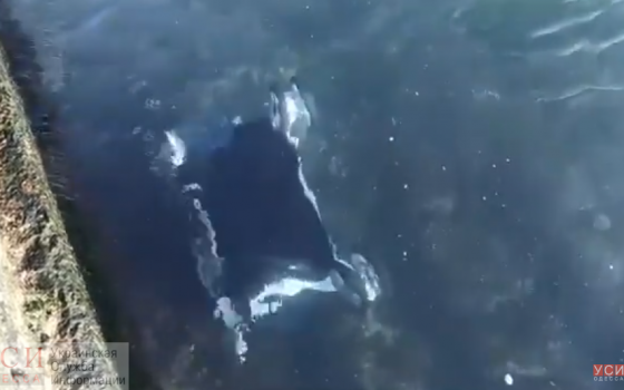 Ветер сдул в море коляску с ребенком в Аркадии: малыша спас случайный прохожий (видео) «фото»