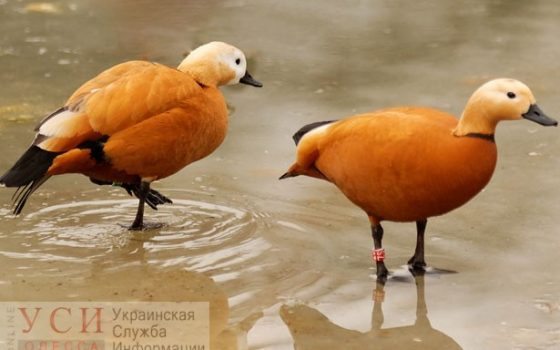 Стая редких птиц, которая прилетела в Одесскую область, может погибнуть из-за того что уничтожают заповедник «фото»