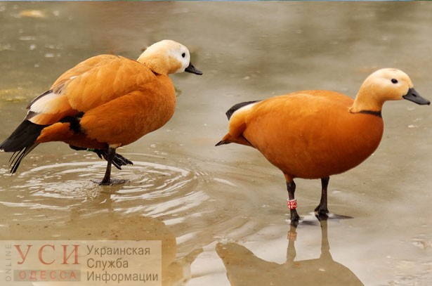 Стая редких птиц, которая прилетела в Одесскую область, может погибнуть из-за того что уничтожают заповедник «фото»