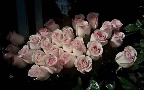 Фургоны с мимозой и розы из силикона: в Одессе цветочный ажиотаж накануне 8 марта (фоторепортаж) «фото»