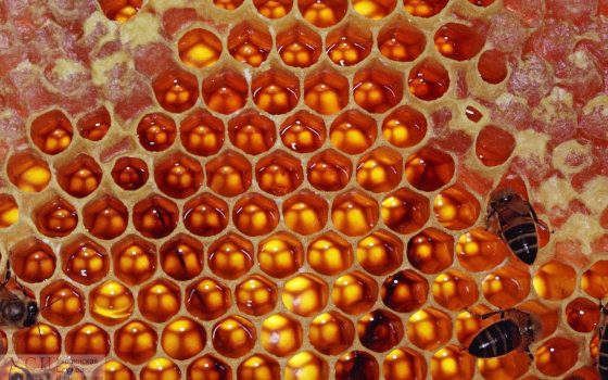 В Одесской области будут развивать “медовый туризм” и создавать новые продукты из меда «фото»