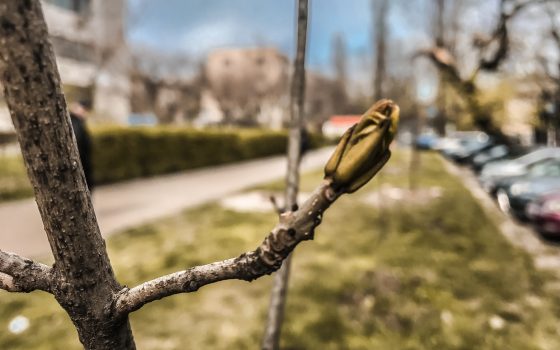 В Одессе появились две новые аллеи: жители города высадили саженцы “Райских” яблонь и дубов (фото) «фото»