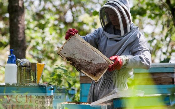 У одесских пасечников и фермеров есть шанс выиграть 93 тысяч долларов «фото»