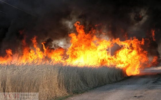 Тузловские лиманы в огне: пламя уничтожило более 25 гектаров на территории заповедника (фото, видео) «фото»