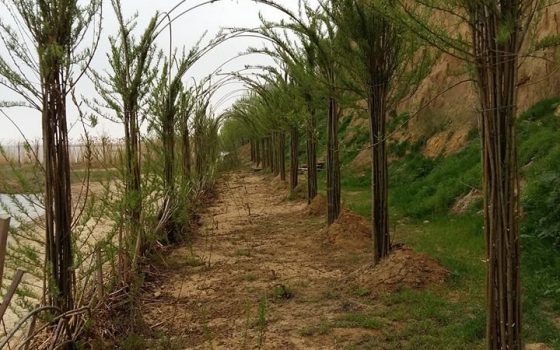 Волонтеры высадили ажурную вербу вдоль Днестровского лимана, чтобы укрепить берега (фото) «фото»