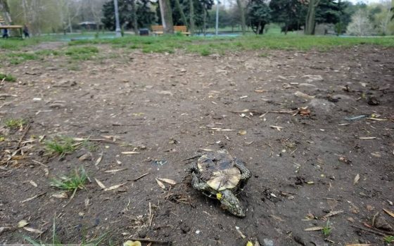 В парке Победы неизвестные вытащили из пруда черепаху и оставили ее умирать (фотофакт) «фото»