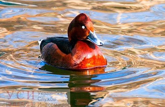 В Одесскую область прилетел исчезающий вид уток с белыми глазами «фото»
