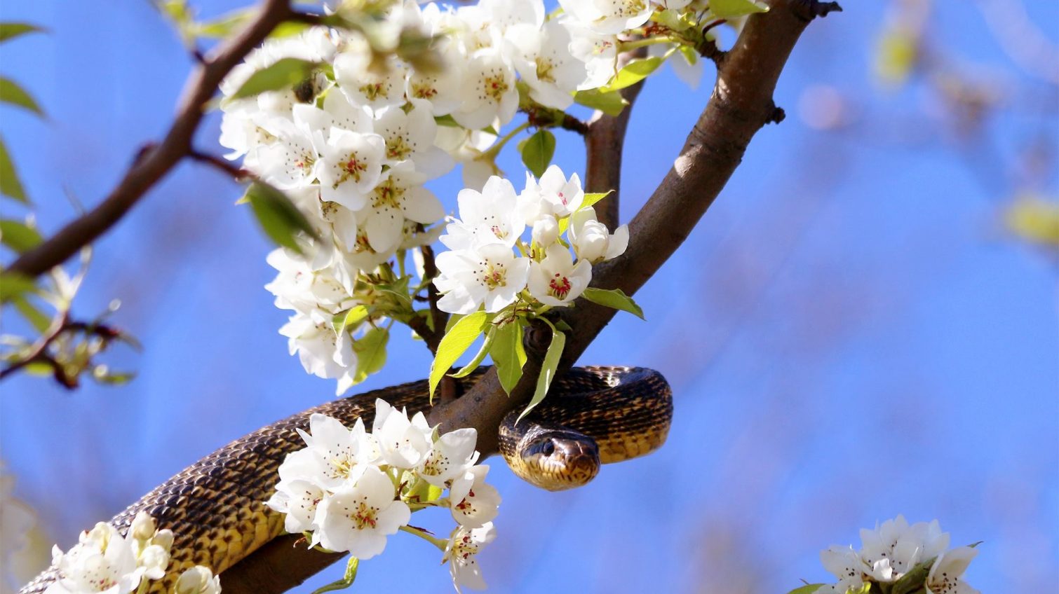 Да – уж: змеи обосновались на деревьях заповедного парка в Одесской области (фото) «фото»