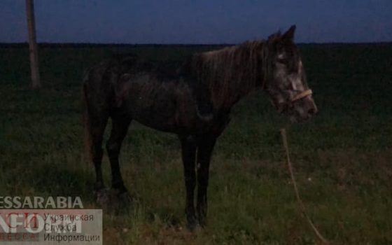 Пьяный водитель сбил насмерть лошадь на выезде из Измаила (фото) «фото»