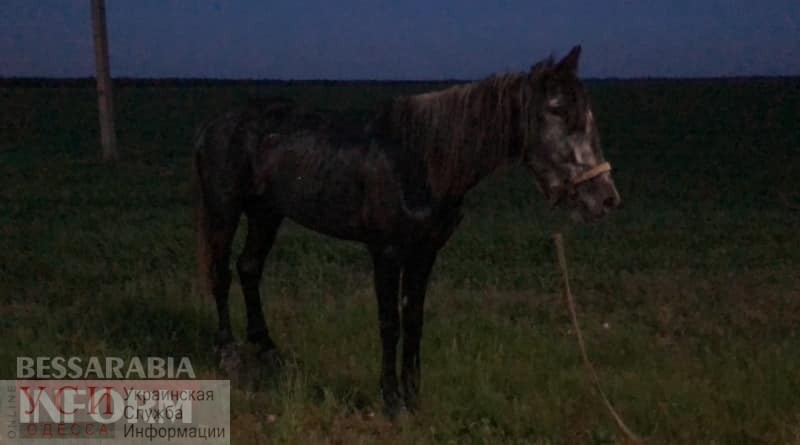 Пьяный водитель сбил насмерть лошадь на выезде из Измаила (фото) «фото»