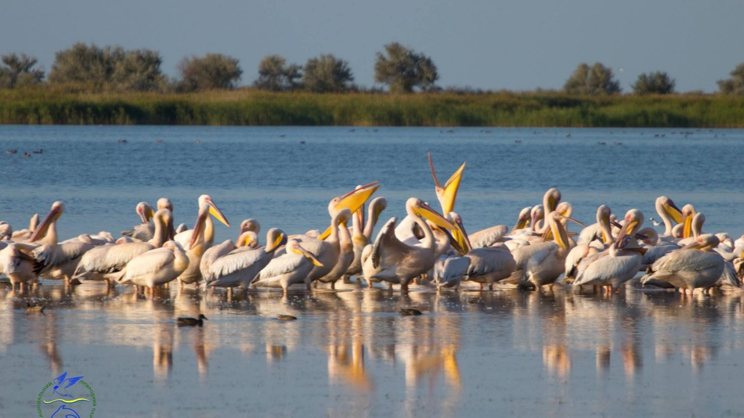 В Одесскую область прилетели краснокнижные совы и сотня розовых пеликанов (фото) «фото»
