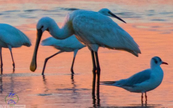 В Одесскую область прилетели редкие птицы семейства ибисовых (фото) «фото»