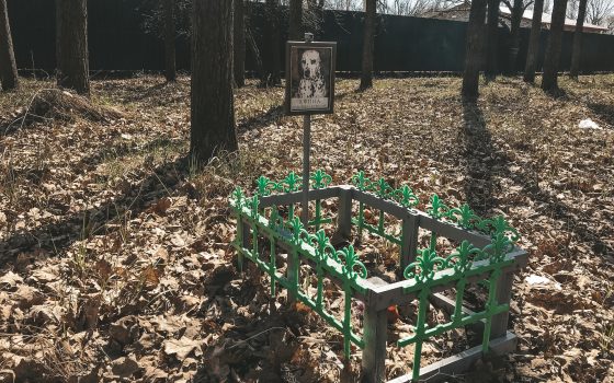 Кладбище домашних животных на 411-й батарее продолжает разрастаться (фото) «фото»