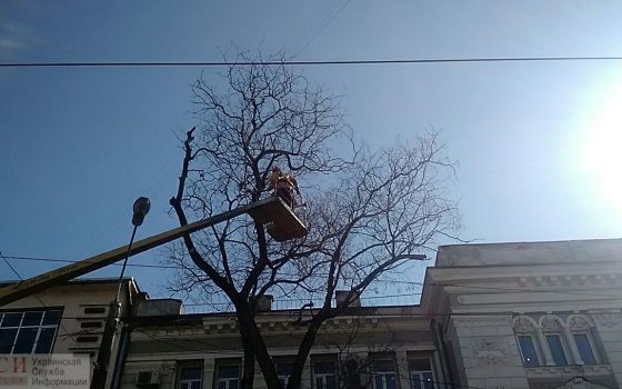 У вокзала коммунальщики срезали здоровые клены – активисты пытались блокировать (фото, документы) ОБНОВЛЕНО «фото»