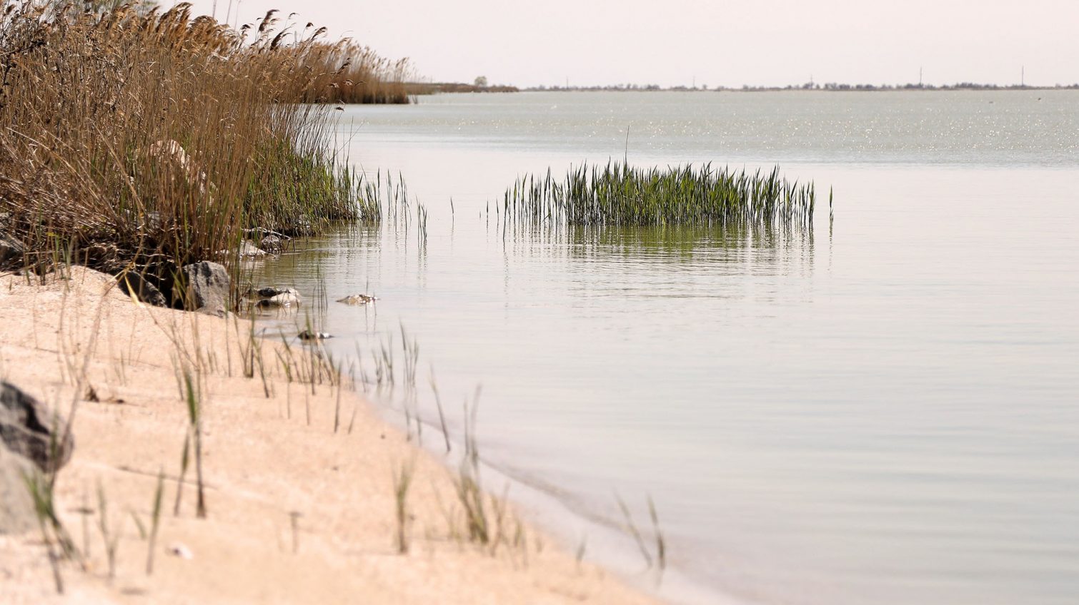 Умирающее озеро Сасык: судьба лимана, который отрезали от моря (фоторепортаж) «фото»