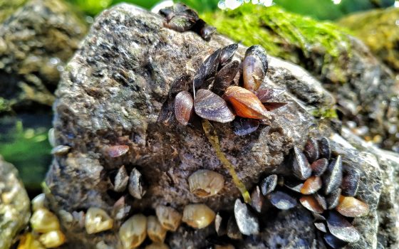 Удивительный макромир одесских пляжей (фоторепортаж) «фото»