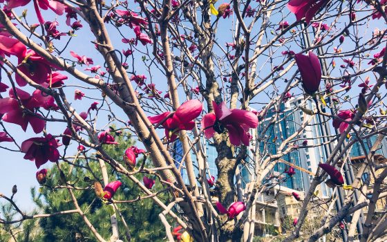 Аркадийская аллея преобразилась цветом магнолии (фото) «фото»