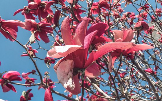 Весна в большом городе: в Одессе потеплеет до +20 «фото»