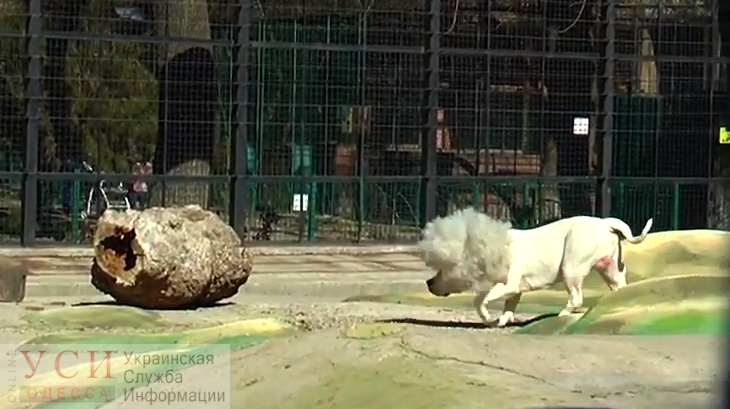 Накануне первого апреля Одесский зоопарк презентовал белого льва (видео) «фото»