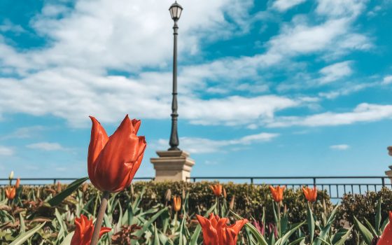 На 16-й станции Большого Фонтана расцвели тюльпаны (фото) «фото»