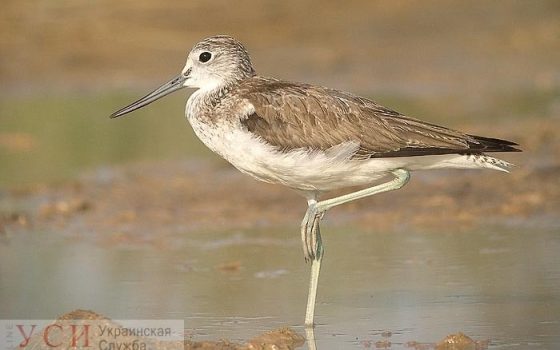 В Нацпарке “Тузловские лиманы” экологи насчитали более 500 исчезающих птиц, мигрирующих на север «фото»