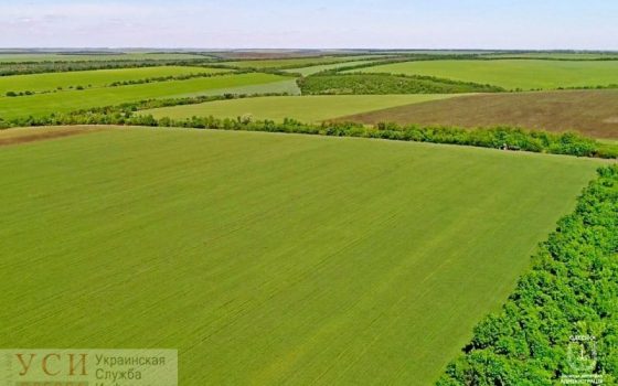 Зерновыми засеяли 200 тысяч гектаров полей Одесской области «фото»